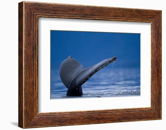 Sounding Humpback Whale, Alaska-Paul Souders-Framed Photographic Print