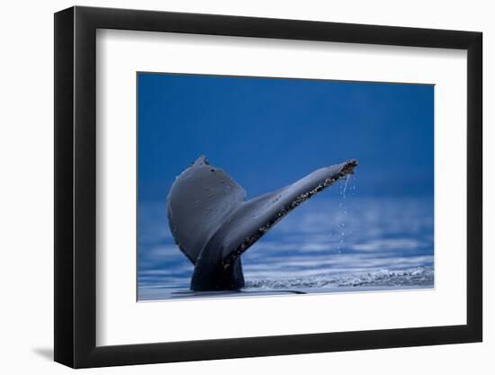 Sounding Humpback Whale, Alaska-Paul Souders-Framed Photographic Print