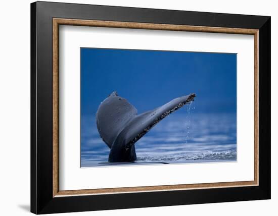 Sounding Humpback Whale, Alaska-Paul Souders-Framed Photographic Print