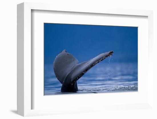 Sounding Humpback Whale, Alaska-Paul Souders-Framed Photographic Print