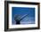 Sounding Humpback Whale, Alaska-Paul Souders-Framed Photographic Print