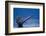 Sounding Humpback Whale, Alaska-Paul Souders-Framed Photographic Print