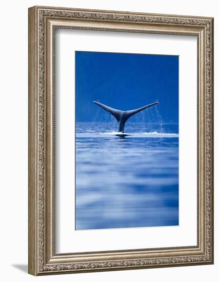 Sounding Humpback Whale, Alaska-null-Framed Photographic Print