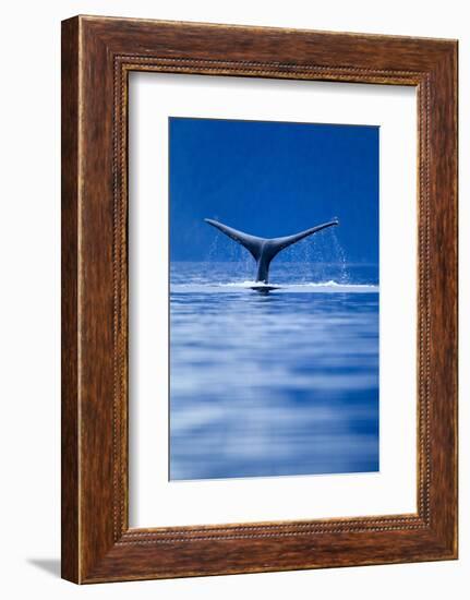Sounding Humpback Whale, Alaska-null-Framed Photographic Print