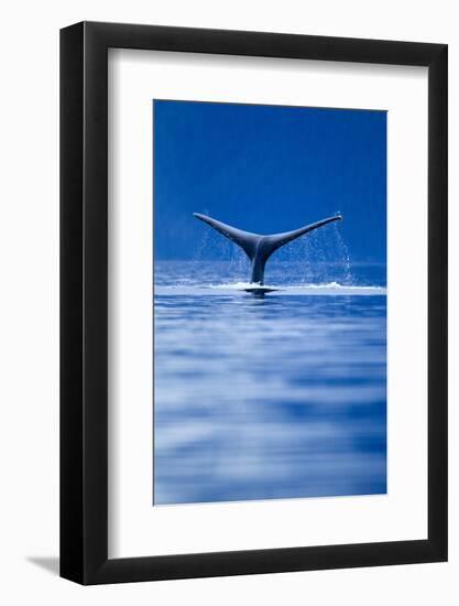 Sounding Humpback Whale, Alaska-null-Framed Photographic Print