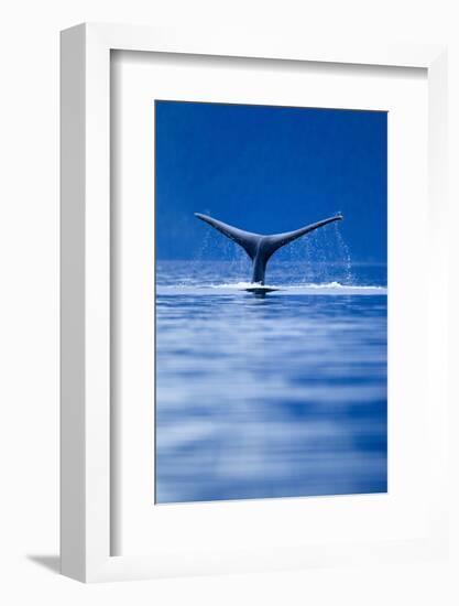 Sounding Humpback Whale, Alaska-null-Framed Photographic Print