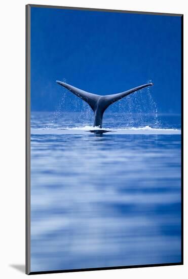 Sounding Humpback Whale, Alaska-null-Mounted Photographic Print