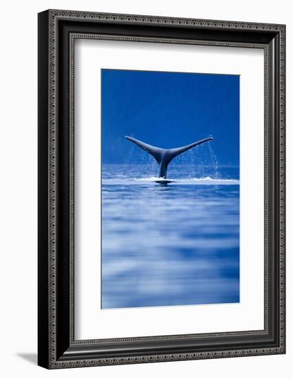 Sounding Humpback Whale, Alaska-null-Framed Photographic Print