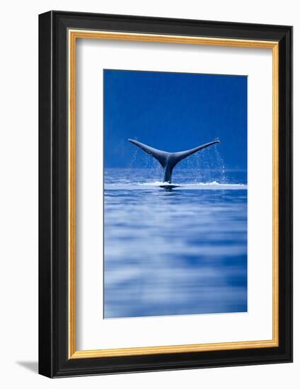 Sounding Humpback Whale, Alaska-null-Framed Photographic Print