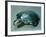 Soup Tureen in Form of a Turtle, 1790s-null-Framed Giclee Print