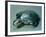 Soup Tureen in Form of a Turtle, 1790s-null-Framed Giclee Print