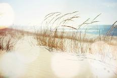 Dune Grasses on the Beach-soupstock-Photographic Print
