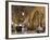 Souq Ash-Shouna in Aleppo, Syria-Julian Love-Framed Photographic Print