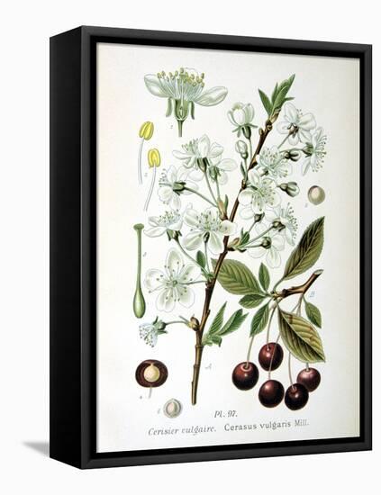 Sour Cherry, 1893-null-Framed Premier Image Canvas