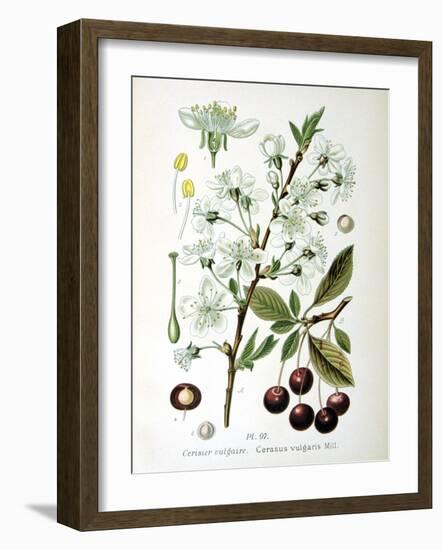 Sour Cherry, 1893-null-Framed Giclee Print