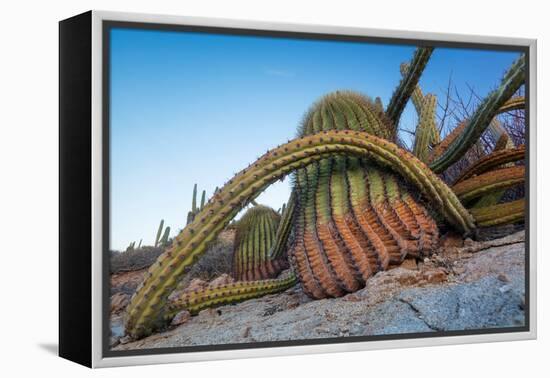 Sour pitaya cactus and Santa Catalina barrel cactus, Mexico-Claudio Contreras-Framed Premier Image Canvas