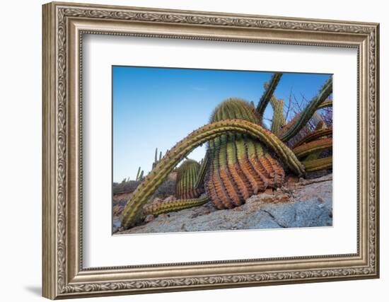 Sour pitaya cactus and Santa Catalina barrel cactus, Mexico-Claudio Contreras-Framed Photographic Print