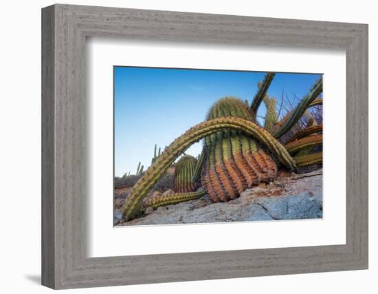 Sour pitaya cactus and Santa Catalina barrel cactus, Mexico-Claudio Contreras-Framed Photographic Print