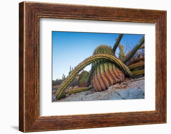 Sour pitaya cactus and Santa Catalina barrel cactus, Mexico-Claudio Contreras-Framed Photographic Print