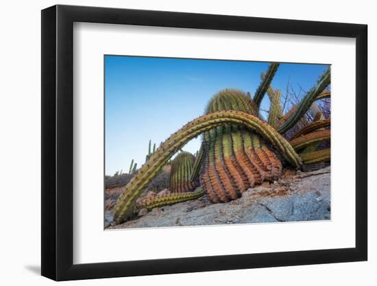 Sour pitaya cactus and Santa Catalina barrel cactus, Mexico-Claudio Contreras-Framed Photographic Print