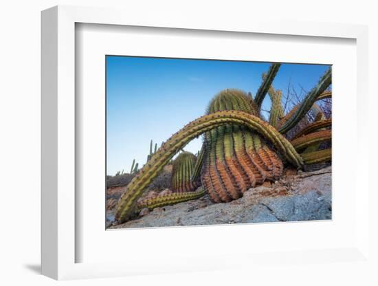 Sour pitaya cactus and Santa Catalina barrel cactus, Mexico-Claudio Contreras-Framed Photographic Print