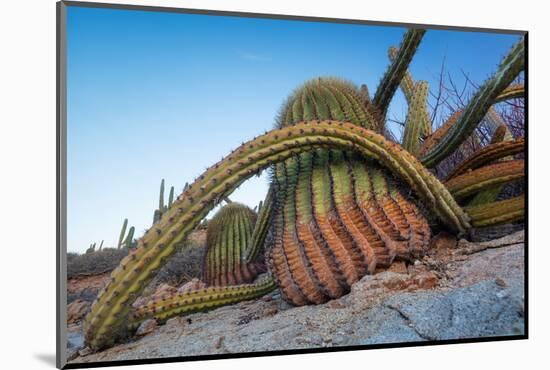 Sour pitaya cactus and Santa Catalina barrel cactus, Mexico-Claudio Contreras-Mounted Photographic Print