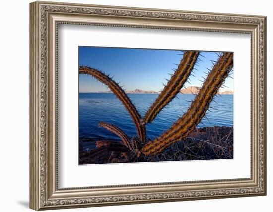 Sour pitaya cactus, Loreto Bay National Park-Claudio Contreras-Framed Photographic Print