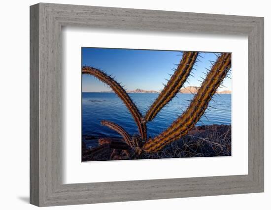 Sour pitaya cactus, Loreto Bay National Park-Claudio Contreras-Framed Photographic Print