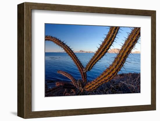 Sour pitaya cactus, Loreto Bay National Park-Claudio Contreras-Framed Photographic Print