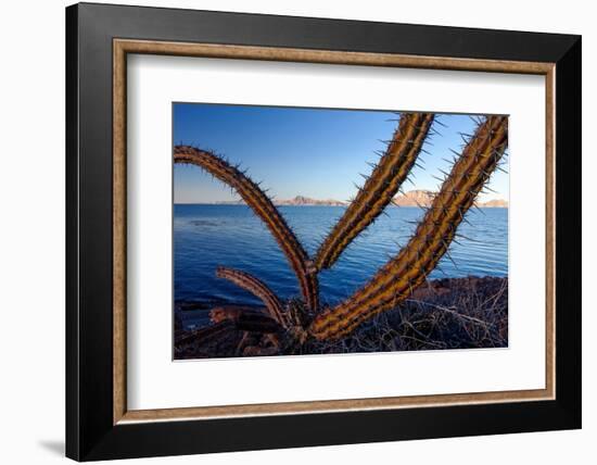 Sour pitaya cactus, Loreto Bay National Park-Claudio Contreras-Framed Photographic Print