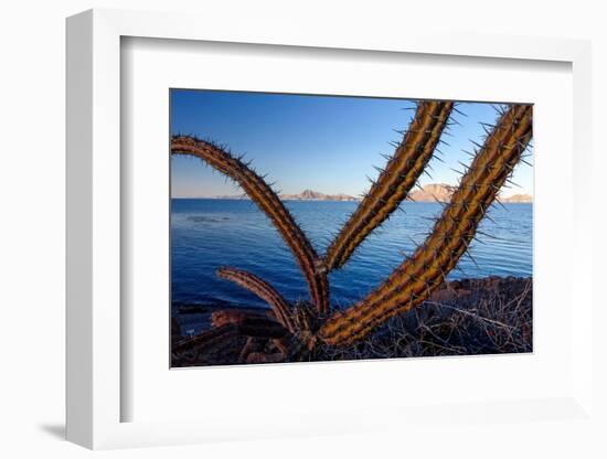 Sour pitaya cactus, Loreto Bay National Park-Claudio Contreras-Framed Photographic Print