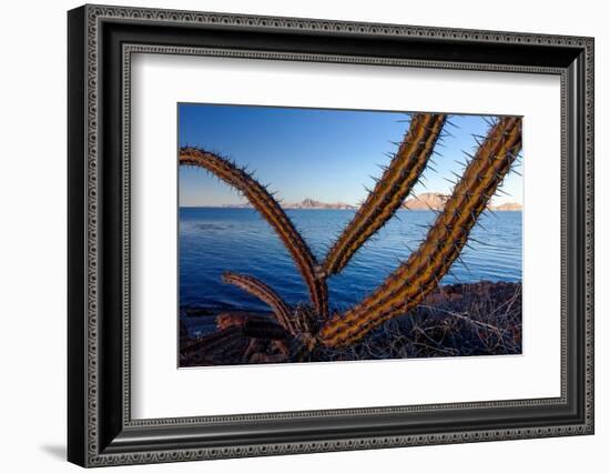 Sour pitaya cactus, Loreto Bay National Park-Claudio Contreras-Framed Photographic Print