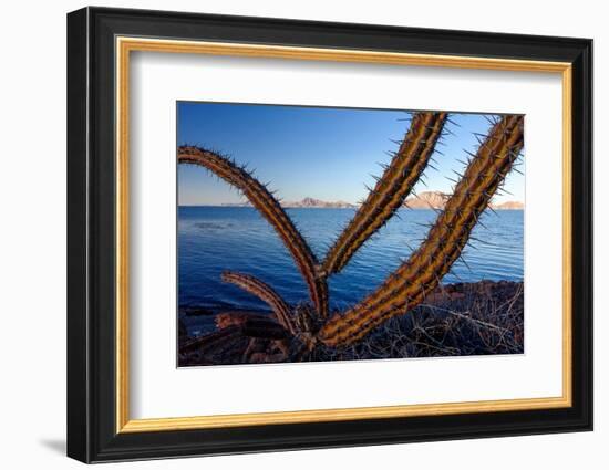 Sour pitaya cactus, Loreto Bay National Park-Claudio Contreras-Framed Photographic Print