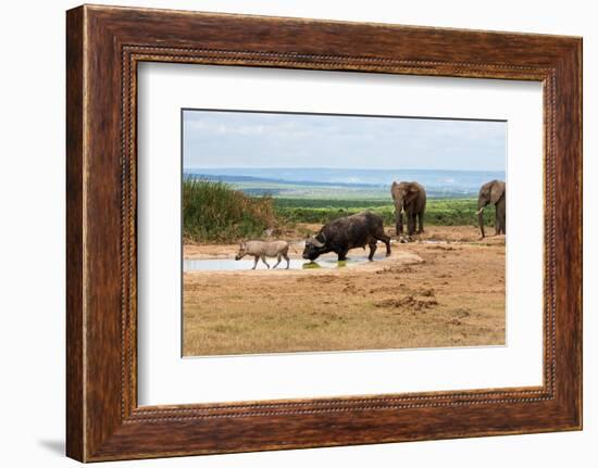 South Africa, Addo National Park, Animals in the Water Hole-Catharina Lux-Framed Photographic Print