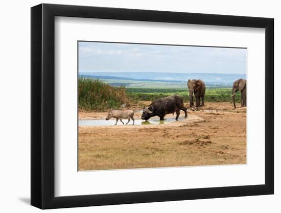 South Africa, Addo National Park, Animals in the Water Hole-Catharina Lux-Framed Photographic Print