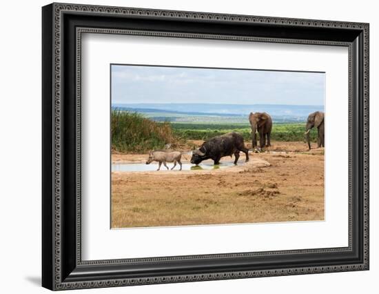 South Africa, Addo National Park, Animals in the Water Hole-Catharina Lux-Framed Photographic Print