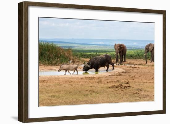 South Africa, Addo National Park, Animals in the Water Hole-Catharina Lux-Framed Photographic Print