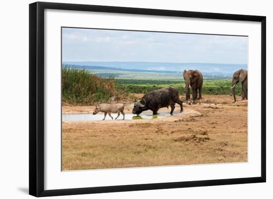 South Africa, Addo National Park, Animals in the Water Hole-Catharina Lux-Framed Photographic Print