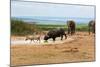 South Africa, Addo National Park, Animals in the Water Hole-Catharina Lux-Mounted Photographic Print