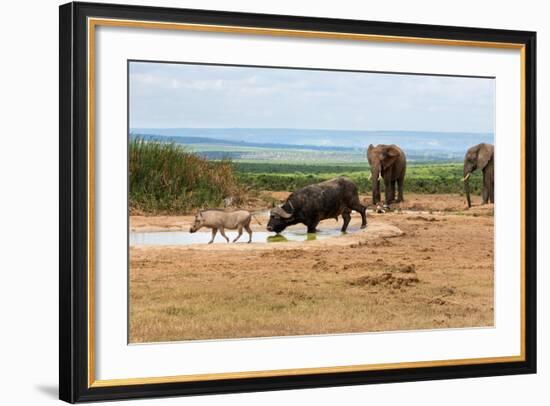 South Africa, Addo National Park, Animals in the Water Hole-Catharina Lux-Framed Photographic Print