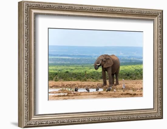 South Africa, Addo National Park, Elephant in the Water Hole-Catharina Lux-Framed Photographic Print