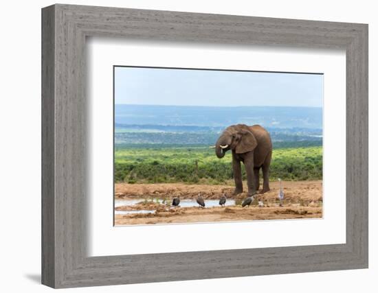 South Africa, Addo National Park, Elephant in the Water Hole-Catharina Lux-Framed Photographic Print