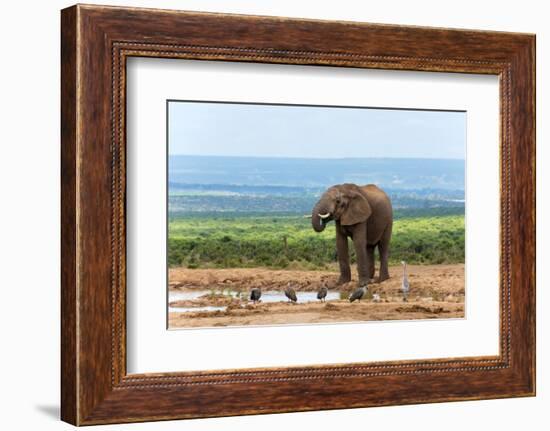 South Africa, Addo National Park, Elephant in the Water Hole-Catharina Lux-Framed Photographic Print