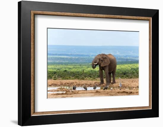 South Africa, Addo National Park, Elephant in the Water Hole-Catharina Lux-Framed Photographic Print