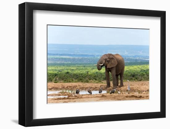 South Africa, Addo National Park, Elephant in the Water Hole-Catharina Lux-Framed Photographic Print