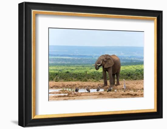 South Africa, Addo National Park, Elephant in the Water Hole-Catharina Lux-Framed Photographic Print