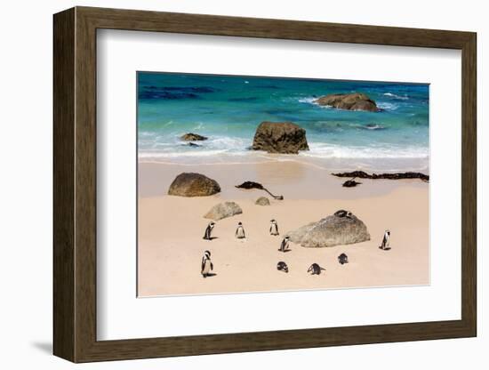 South Africa, Boulders Beach, Penguin Colony-Catharina Lux-Framed Photographic Print