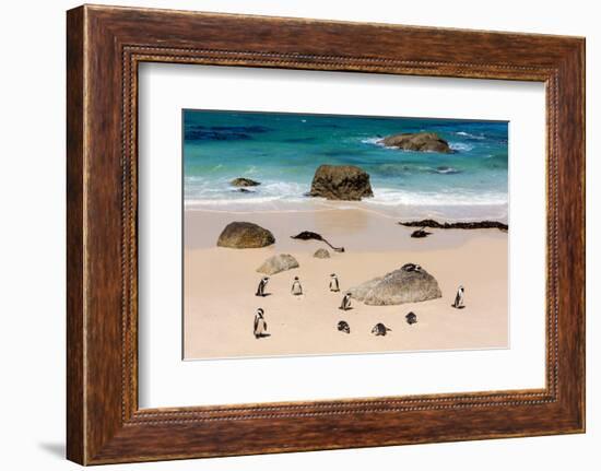 South Africa, Boulders Beach, Penguin Colony-Catharina Lux-Framed Photographic Print