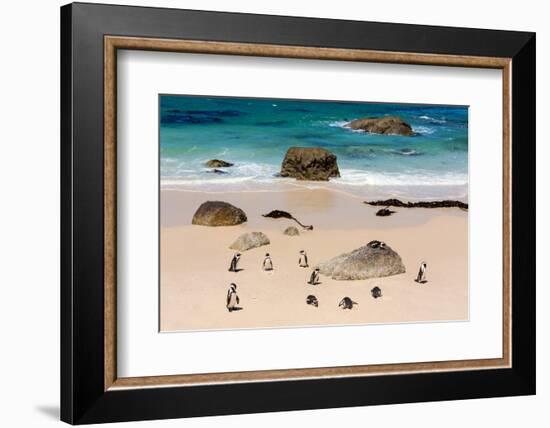 South Africa, Boulders Beach, Penguin Colony-Catharina Lux-Framed Photographic Print