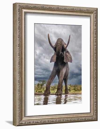 South Africa. Bull elephant at a waterhole.-Jaynes Gallery-Framed Photographic Print